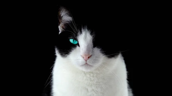 kedi siyah arka planda siyah beyaz