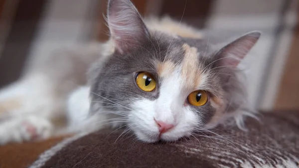 Katze Liegt Auf Dem Sofa — Stockfoto