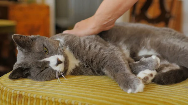 Gri kedi onu okşuyor.