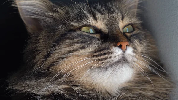 Schnauze Einer Katze Mit Schnurrbart Nach Dem Schlafen — Stockfoto