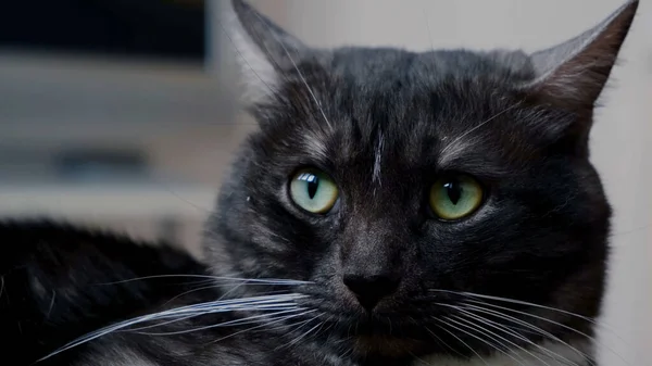 Schwarze Graue Katze Aus Nächster Nähe — Stockfoto