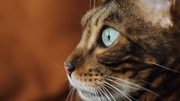 Ματιά Μιας Γάτας Καστανά Μάτια — Φωτογραφία Αρχείου