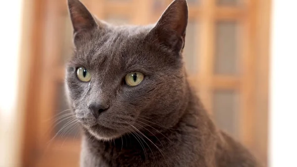黄色い目をした灰色の猫の顔 — ストック写真
