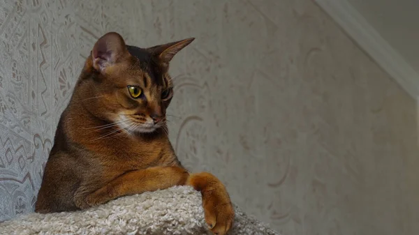 Kedi Eve Tırmandı — Stok fotoğraf