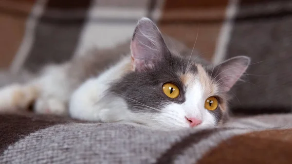 Kedi kanepede yatıyor.