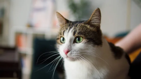 Katze Wird Auf Den Rücken Geklopft — Stockfoto