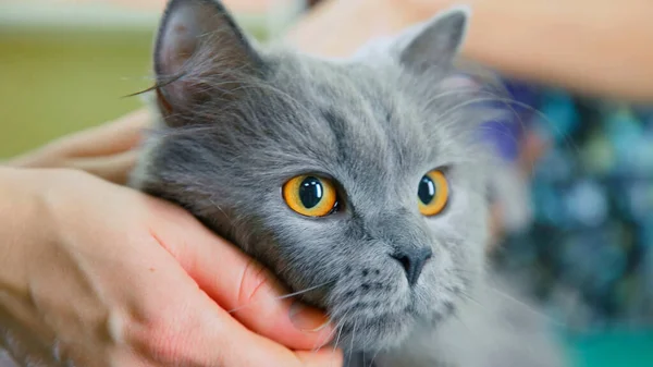 Gatto Grigio Accarezzato Sul Mento — Foto Stock