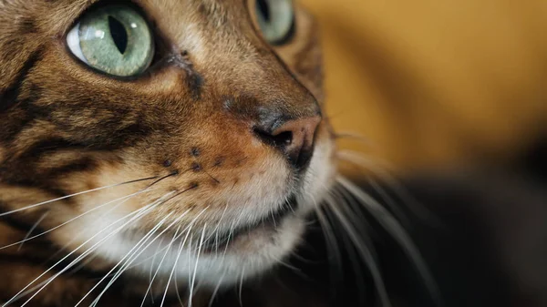 Bengal kedi yüz yakın çekim