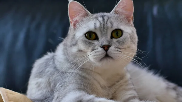 Gatto Grigio Che Guarda Con Interesse — Foto Stock