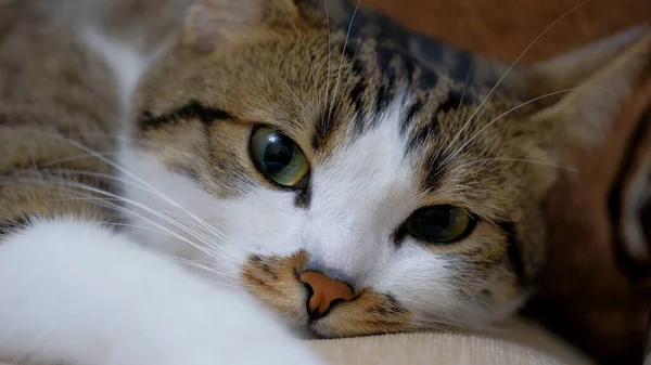 Gato Mentiras Descansando Chão — Fotografia de Stock