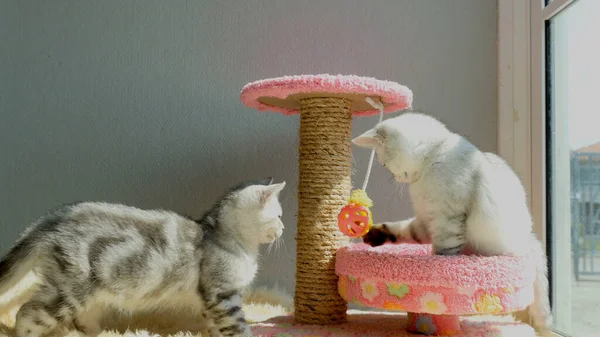 Два Котенка Играют Игрушкой — стоковое фото
