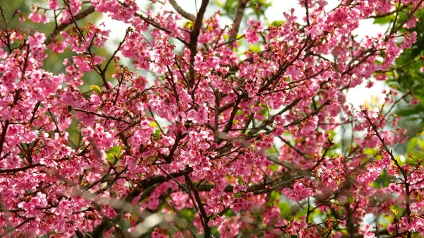 Flores Cor Rosa Galho Árvore — Fotografia de Stock