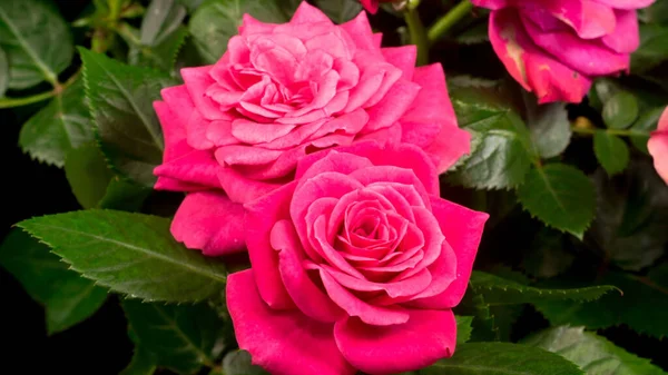 Çalıların üzerinde pembe gül tomurcukları