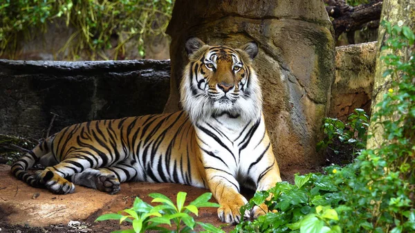 Τίγρης Ξεκουράζεται Στο Πάρκο — Φωτογραφία Αρχείου