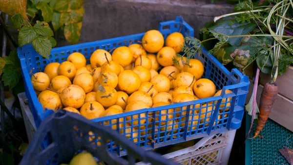 Olgun mandalinalar bir kutuda