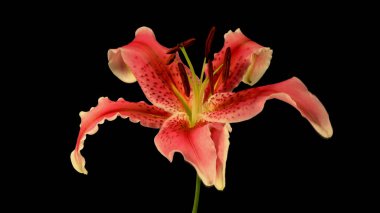 Siyah arkaplanda parlak bir çiçek