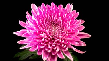 Siyah arkaplanda parlak bir çiçek