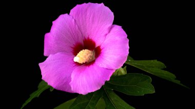 Siyah arkaplanda parlak bir çiçek