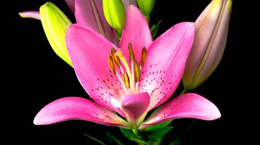 Siyah arkaplanda parlak bir çiçek