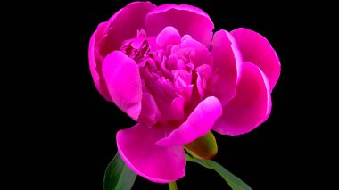 Siyah arkaplanda parlak bir çiçek