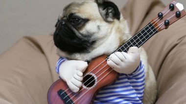 Gitarlı köpek