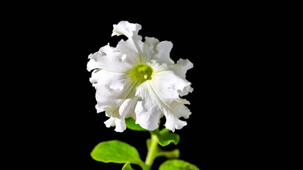 Яскрава Квітка Чорному Фоні — стокове фото