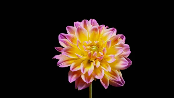 Siyah arkaplanda parlak bir çiçek