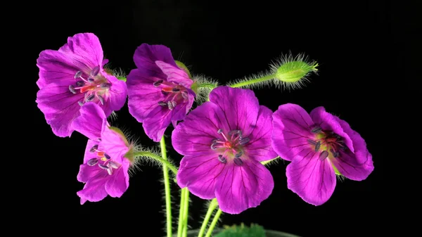 Яскрава Квітка Чорному Фоні — стокове фото