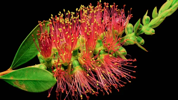 Siyah arkaplanda parlak bir çiçek