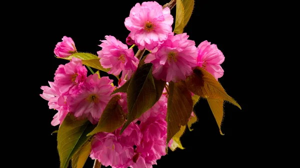 Siyah arkaplanda parlak bir çiçek