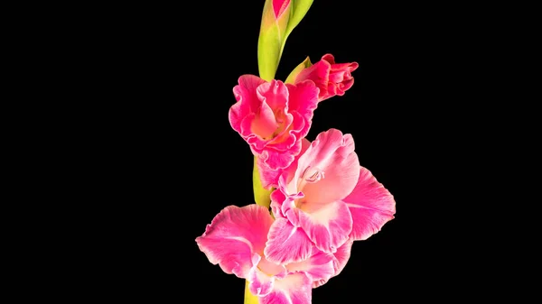 Siyah arkaplanda parlak bir çiçek