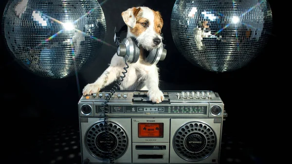 DJ konsolunda köpek ve disko topları