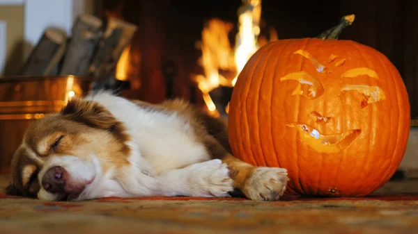 Köpek balkabağının yanında uyuyor.