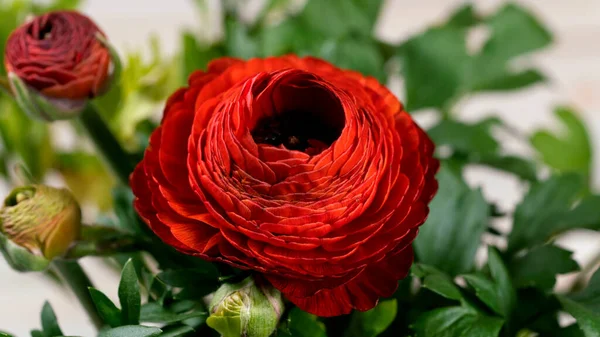 Yapraklı kırmızı çiçek tomurcuğu