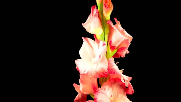 Siyah arkaplanda parlak bir çiçek