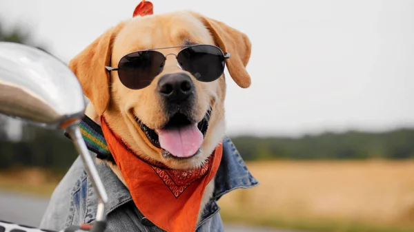 Ceketli köpek ve güneş gözlüğü.