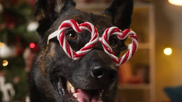 Chien Avec Lunettes Coeur Rouge — Photo