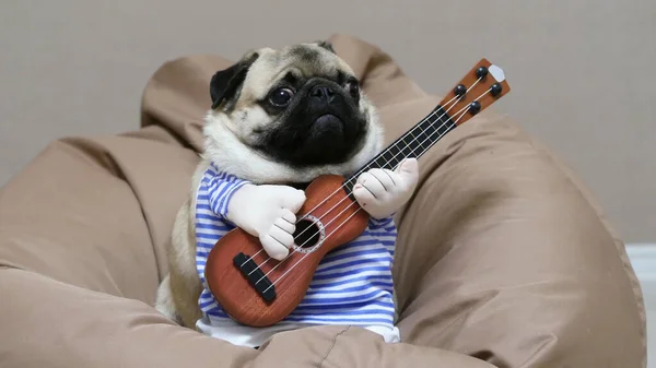 Gitarlı Köpek — Stok fotoğraf