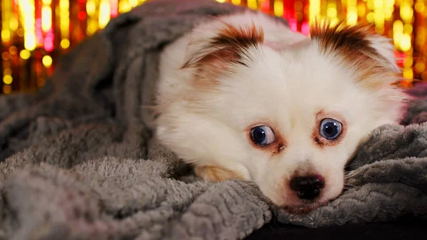 Chien Enveloppé Dans Une Couverture Sur Canapé — Photo