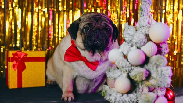 Perro Junto Árbol — Foto de Stock