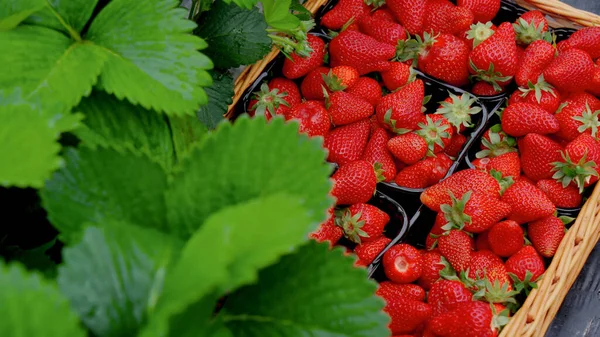 Tahta sandıklarda olgun çilekler.