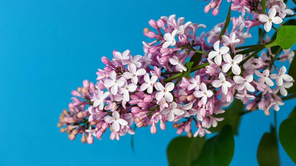 Ağaçta yaprakları olan leylak çiçekleri.