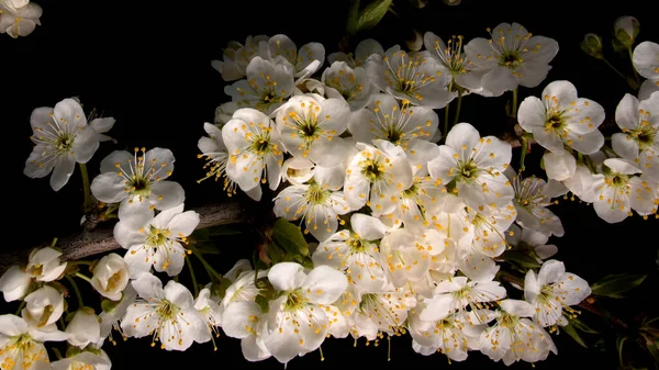 Fiore Luminoso Sfondo Nero — Foto Stock