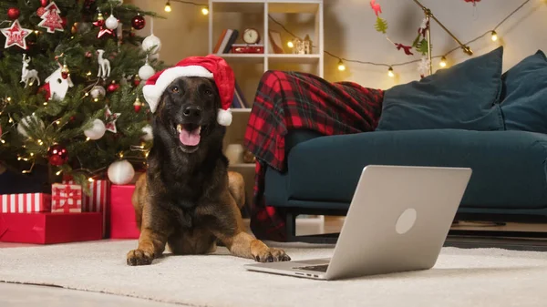 Σκύλος Βρίσκεται Δίπλα Στο Φορητό Υπολογιστή Φωτογραφία Αρχείου