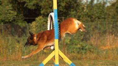 Köpek bariyerin üzerinden atladı.
