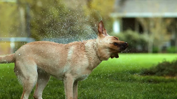 Dog Grass Shakes Water — Stock Photo, Image