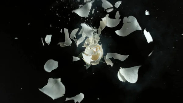 Siyah arkaplanda beyaz çiçek