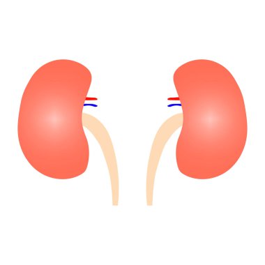 Çizgi film tarzında insan böbreği. Vektör çizimi. Stok görüntüsü. EPS 10.