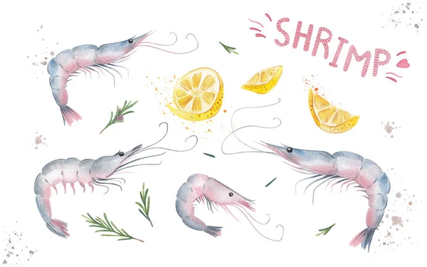 Watercolors for seafood. Fresh shrimp,lemon and rosemary watercolor illustration on a white background. Perfect for design. Book illustration, recipe, menu, magazine or magazine or journal article.