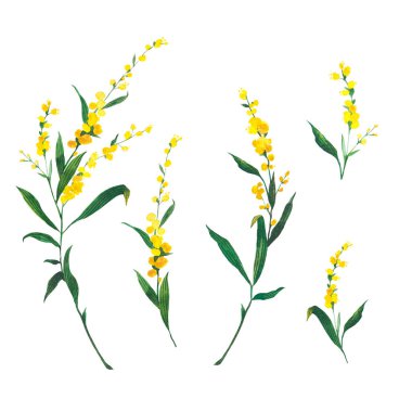 Suluboya, parlak, suluboya sarı mimozalar beyaz arka planda izole edilmiş. Tebrik kartları için çiçekler.